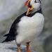 puffin_atlantic_msi_v_1017_can0631.jpg